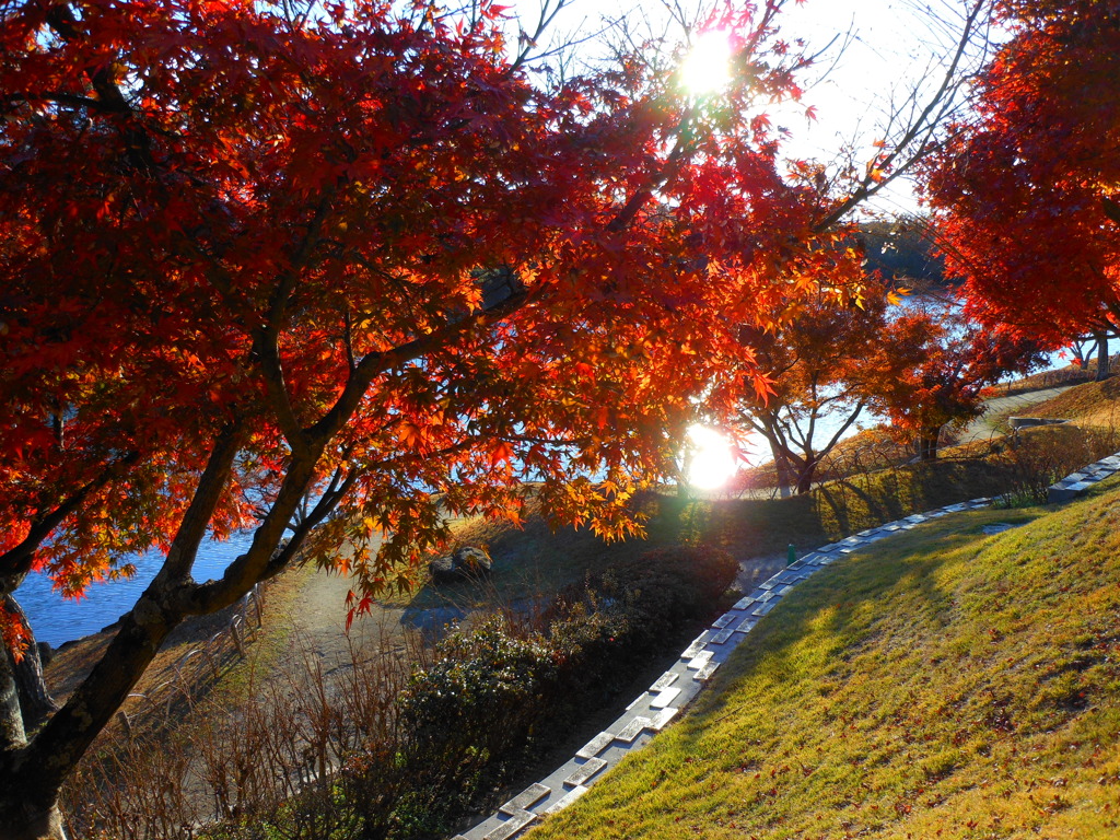 紅葉14 2019 COOLPIX S6100