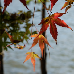 紅葉2 2019 FUJIFILM X20