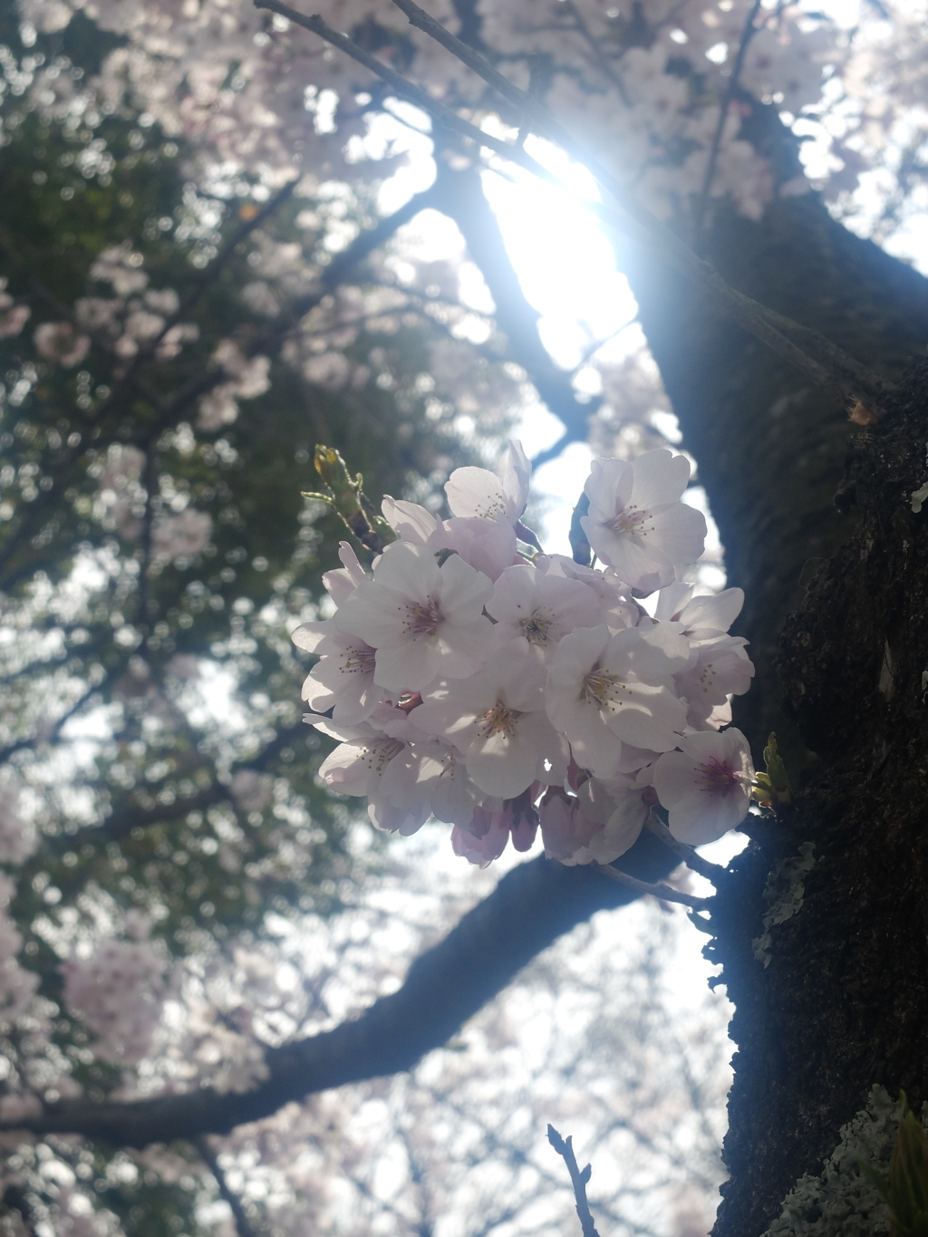 桜3 2016 FUJIFILM X20