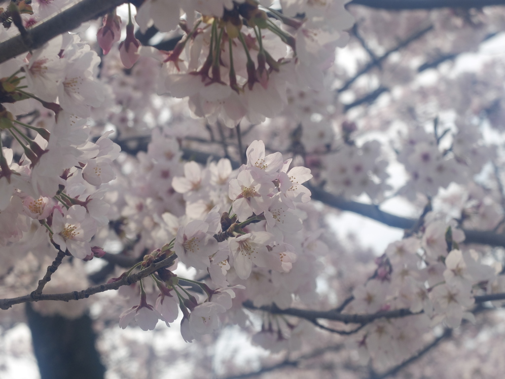 桜2 2016 FUJIFILM X20