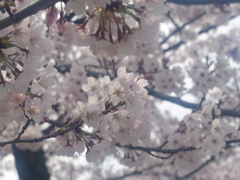 桜2 2016 FUJIFILM X20