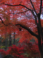 紅葉1 2009 PowerShot A70