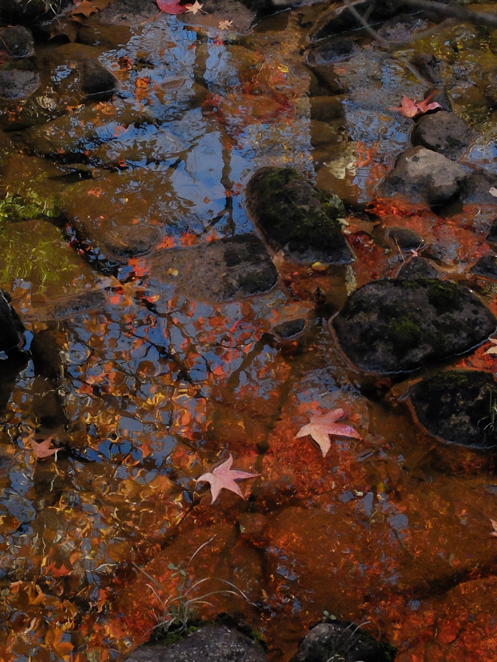 紅葉6 2016 FUJIFILM X20