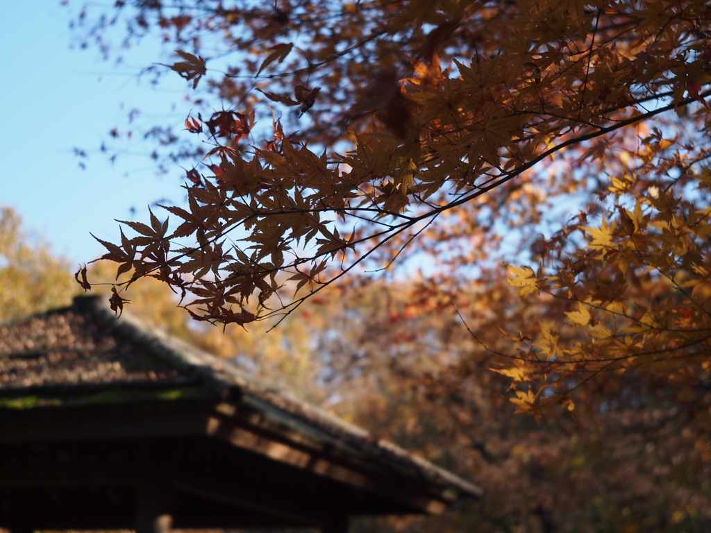 紅葉18 2019 FUJINON F2.8 3.5cm/EPM1