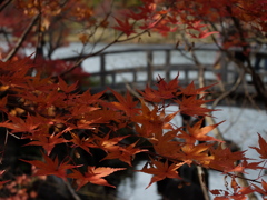 紅葉13 2017 FUJIFILM X20