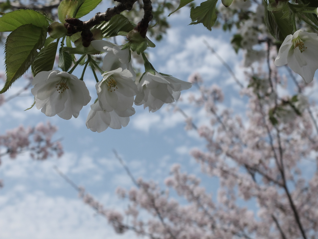 桜1 2017 FUJIFILM X20
