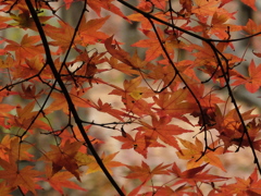 紅葉1 2016 FUJIFILM X20