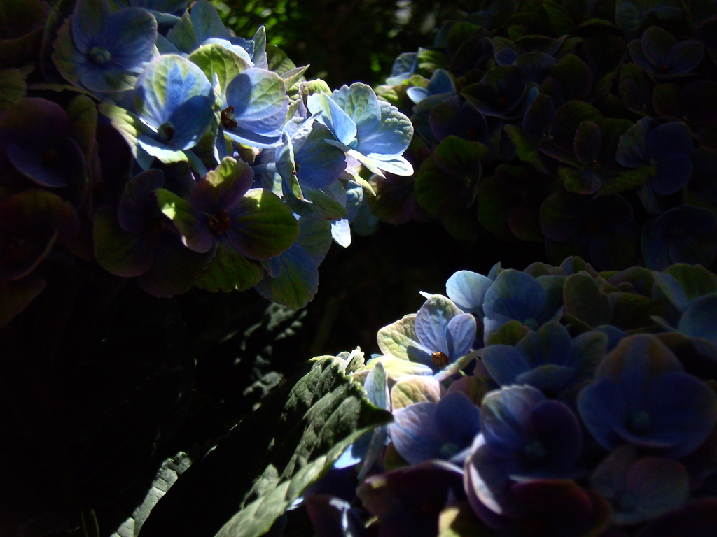 紫陽花3 2018 Polaroid t743