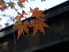 紅葉1 2018 FUJIFILM X20