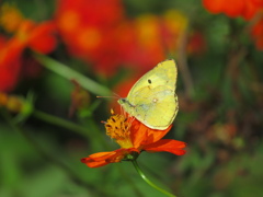 モンキチョウとキバナコスモス2 2019 PowerShot SX530HS