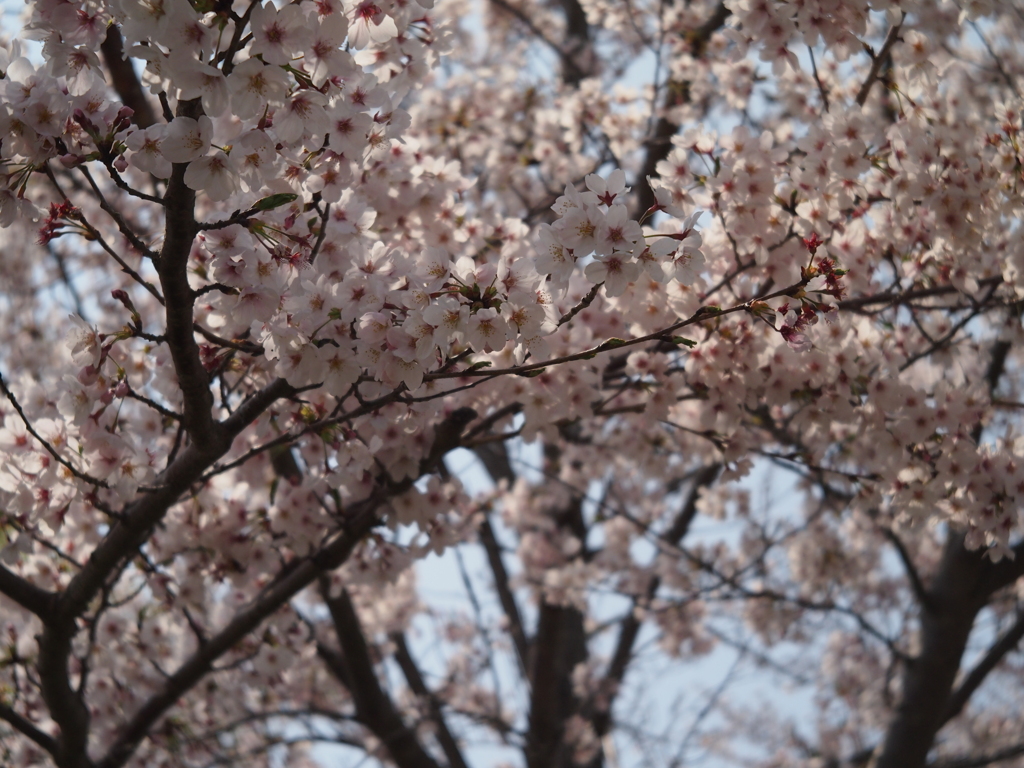 桜1 2019 FUJINON F2.8 3.5cm/EPM1