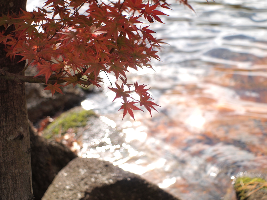 紅葉1 2017 S-M-C TAKUMAR 28mmF3.5 / E-P2
