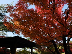 紅葉3 2016 FUJIFILM X20