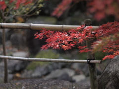 紅葉3 2017 Super-Takumar 55mmF1.8 / E-P2