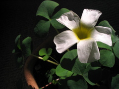 オキザリス 2011 PowerShot A70