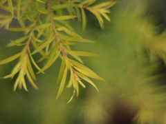 植物1 2017 MCPENTACON auto 1.8/50/EP2