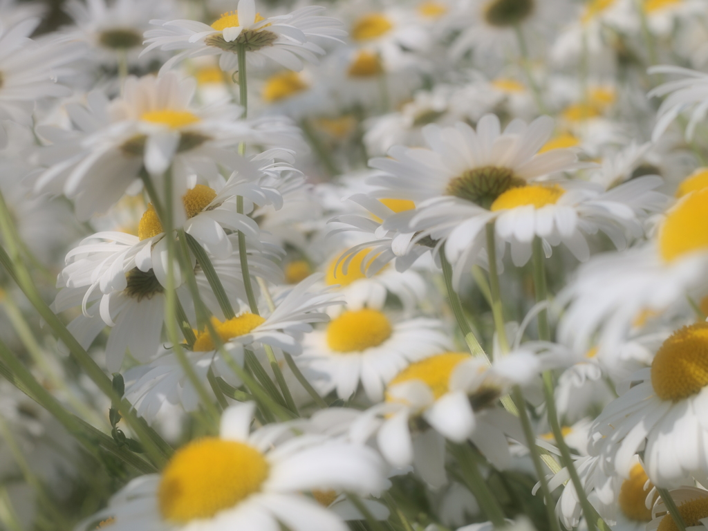 マーガレット6 2018 Super-Takumar 55mmF1.8/E-P2