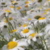 マーガレット6 2018 Super-Takumar 55mmF1.8/E-P2