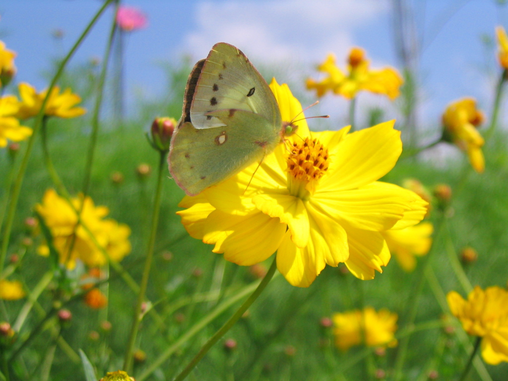キバナコスモスとモンキチョウ1 2009 PowerShot A70
