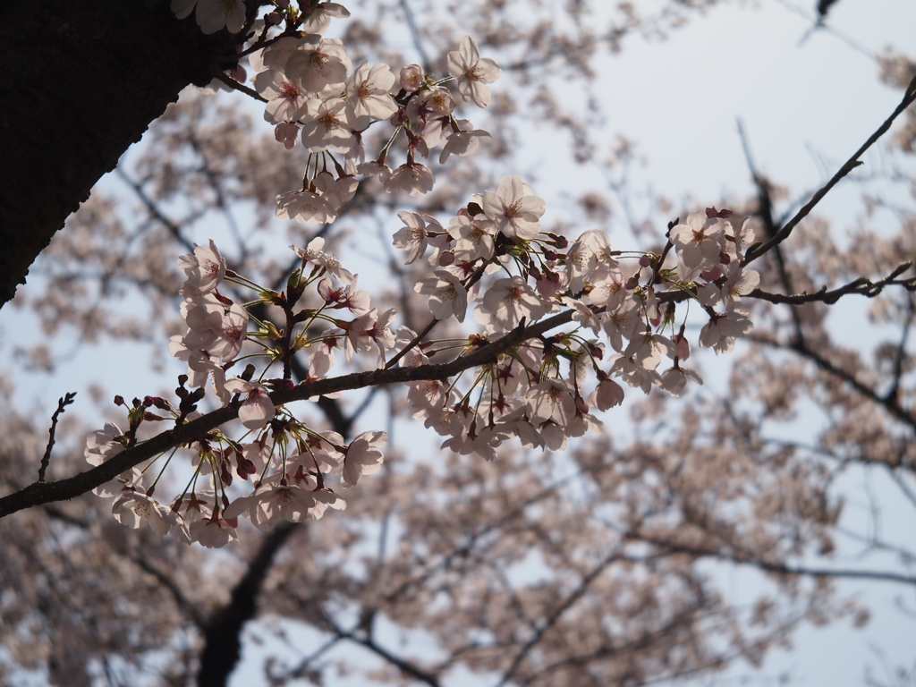 桜3 2019 FUJINON F2.8 3.5cm/EPM1