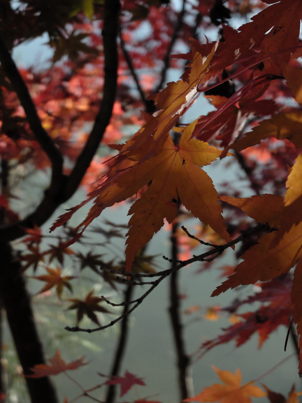 紅葉8 2016 FUJIFILM X20