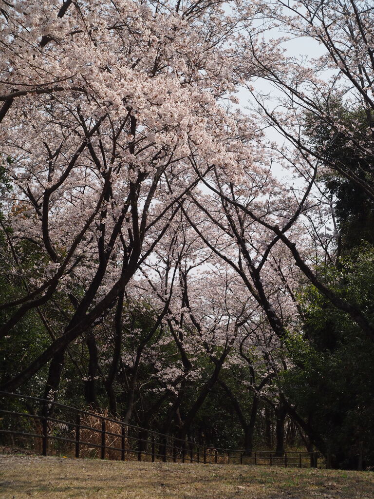 桜4 2019 FUJINON F2.8 3.5cm/EPM1