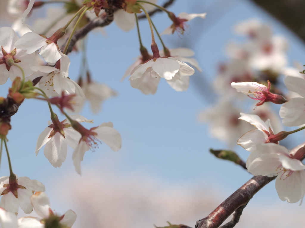 桜4 2018 PENTACON1.8/50/EP2