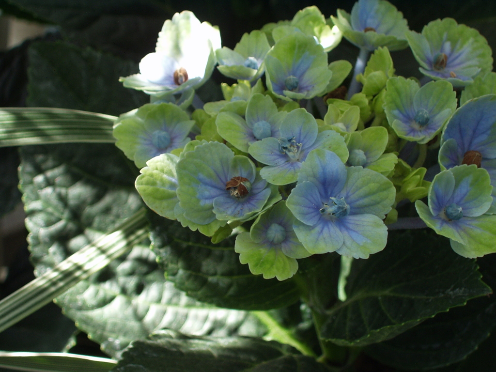 紫陽花13 2018 C-2 Zoom