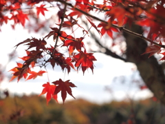 紅葉4 2017 HEXANON AR 50mmF1.7 / E-P2