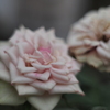 バラ6 2018 YASHINON-DX 50mmF1.7/E-P2