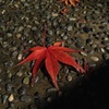 落ち葉1 2015 iPhone 4S