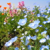 ネモフィラ1 2009 PowerShot A70