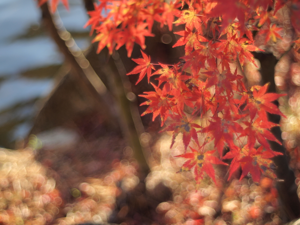 紅葉5 2017 HEXANON AR 50mmF1.7 / E-P2