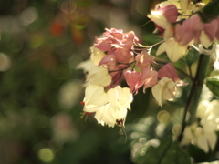 ゲンペイカズラ2 2017 HEXANON AR 50mmF1.7 / E-P2