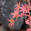 紅葉3 2019 FUJIFILM X20