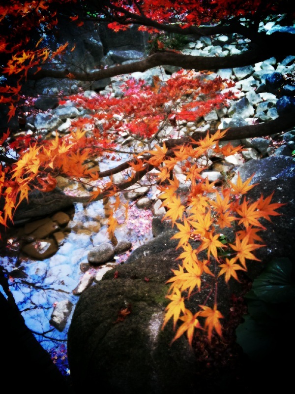 紅葉2 2009 iPhone 3GS