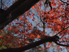 紅葉12 2018 FUJINON F2.8 3.5cm/EP2