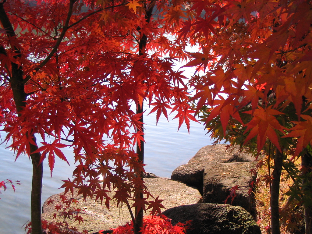 紅葉1 2010 PowerShot A70
