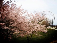 桜と大観覧車1 2012 iPhone 4S