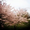 桜と大観覧車1 2012 iPhone 4S