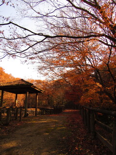 紅葉12 2019 Powershot SX530HS