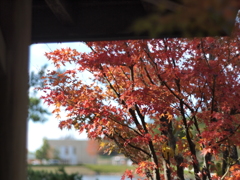 紅葉2 2017 Super-Takumar 55mmF1.8 / E-P2