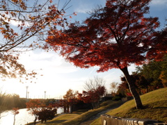 紅葉8 2017 FUJIFILM X20