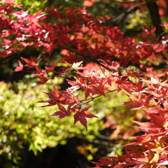 紅葉4 2019 FUJIFILM X20