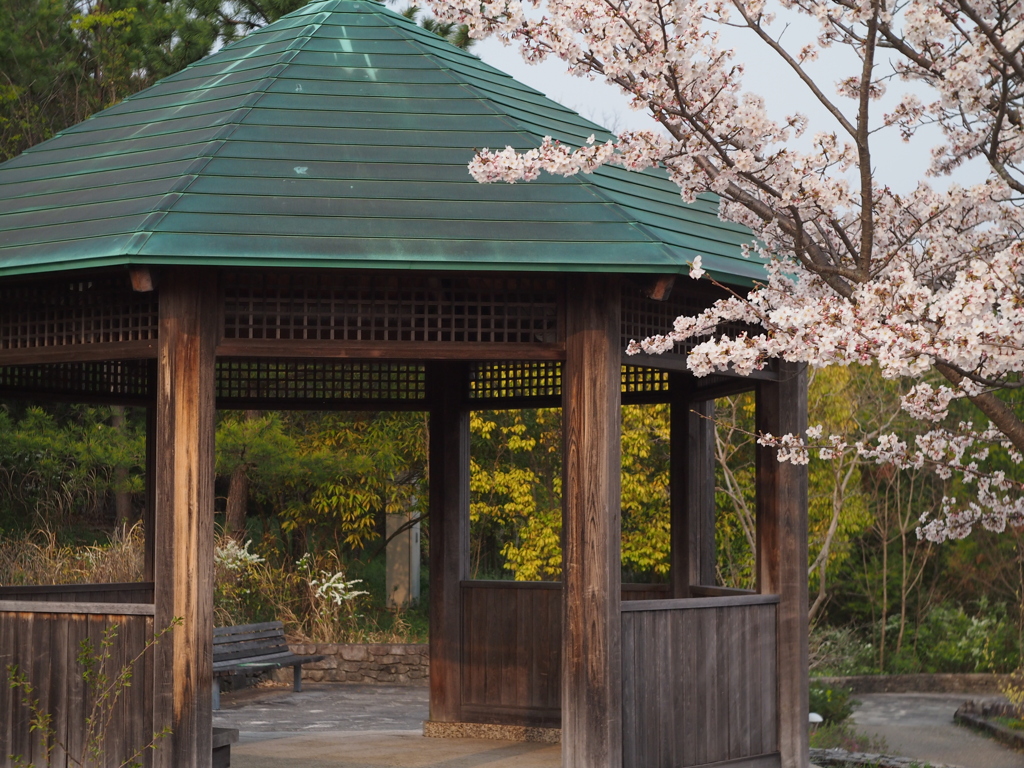 休憩所と桜1 2019 FUJINON F2.8 3.5cm/EPM1