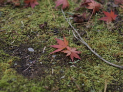 落ち葉1 2017 Super-Takumar 55mmF1.8/E-P2