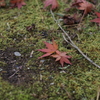 落ち葉1 2017 Super-Takumar 55mmF1.8/E-P2