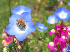 ネモフィラとセイヨウミツバチ1 2009 PowerShot A70