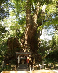 来宮神社