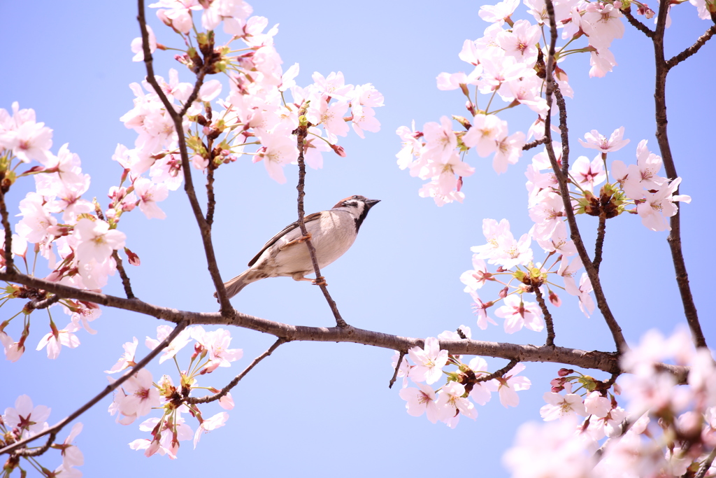 桜と雀。